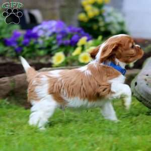 Milo, Cavalier King Charles Spaniel Puppy