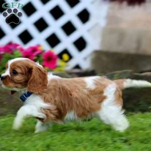 Milo, Cavalier King Charles Spaniel Puppy