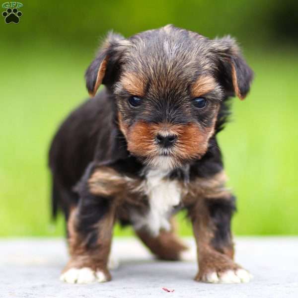 Milo, Yorkie Puppy