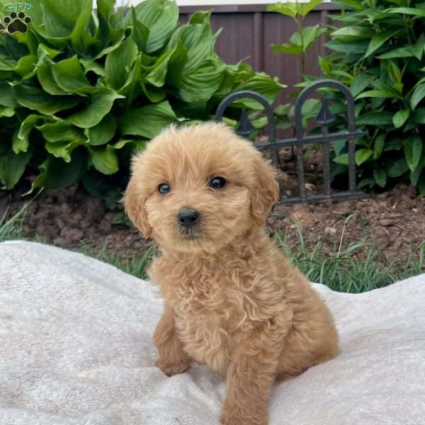 Milo, Goldendoodle Puppy