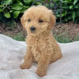 Milo, Goldendoodle Puppy