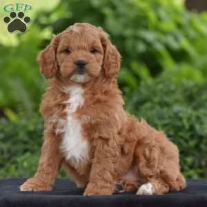 Milton, Cavapoo Puppy