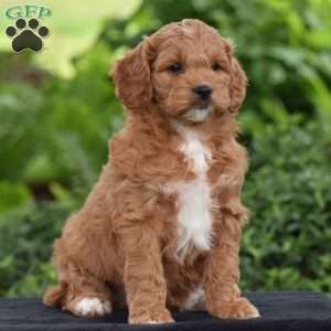Milton, Cavapoo Puppy