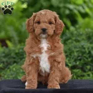 Milton, Cavapoo Puppy