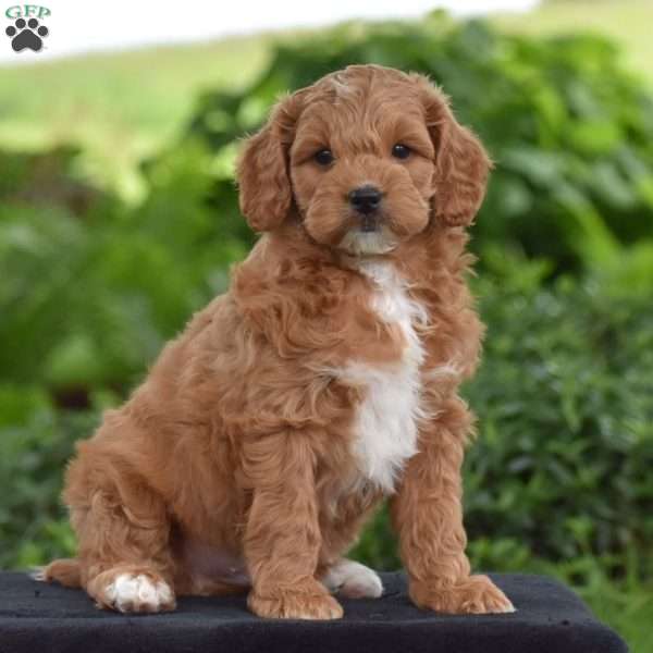 Milton, Cavapoo Puppy