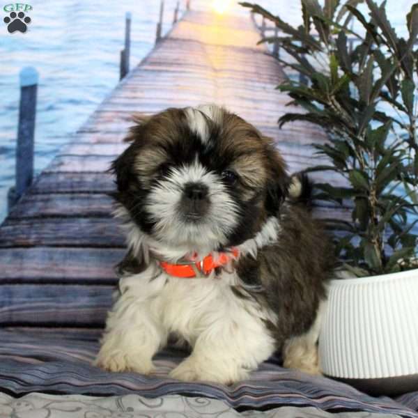 Mimi, Shih Tzu Puppy
