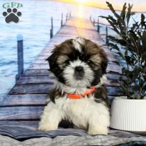 Mimi, Shih Tzu Puppy
