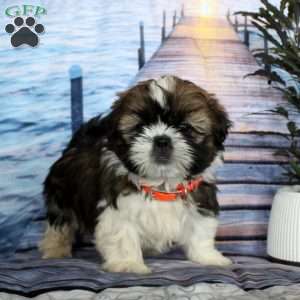 Mimi, Shih Tzu Puppy