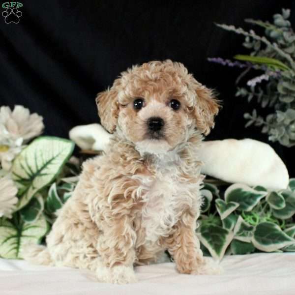 Mindy, Bich-Poo Puppy