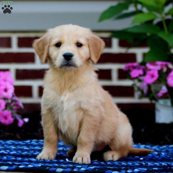 Mindy, Golden Retriever Puppy