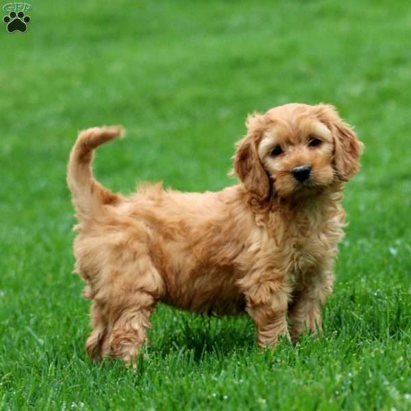Mindy, Mini Goldendoodle Puppy