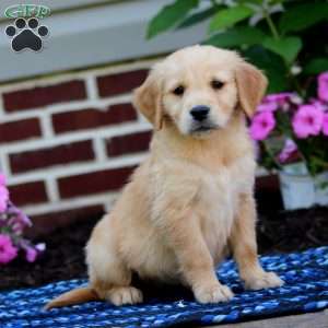 Mindy, Golden Retriever Puppy