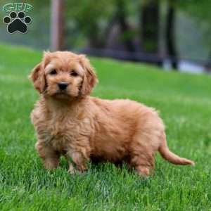 Mindy, Mini Goldendoodle Puppy