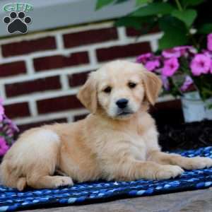 Mindy, Golden Retriever Puppy