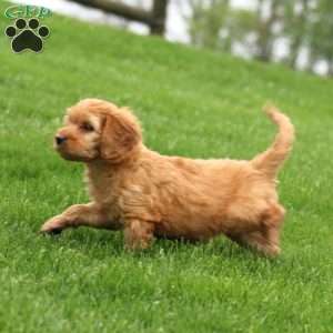 Mindy, Mini Goldendoodle Puppy