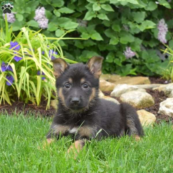 Minnie, German Shepherd Puppy