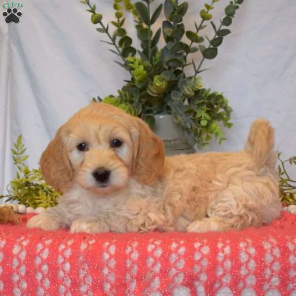 Minnie, Mini Goldendoodle Puppy