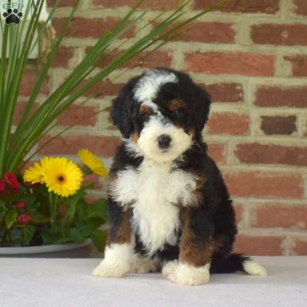 Minnie, Mini Bernedoodle Puppy