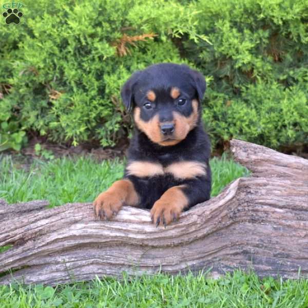 Minnie, Rottweiler Puppy