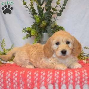 Minnie, Mini Goldendoodle Puppy