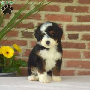 Minnie, Mini Bernedoodle Puppy
