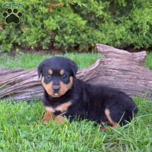 Minnie, Rottweiler Puppy