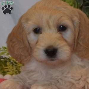 Minnie, Mini Goldendoodle Puppy