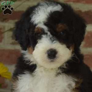 Minnie, Mini Bernedoodle Puppy