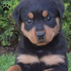 Minnie, Rottweiler Puppy