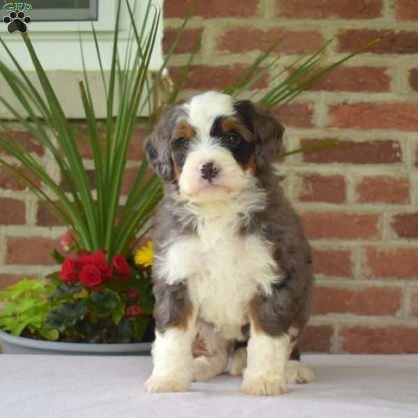 Misty, Mini Bernedoodle Puppy