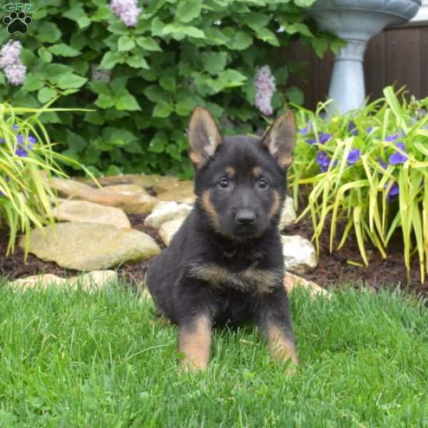 Misty, German Shepherd Puppy
