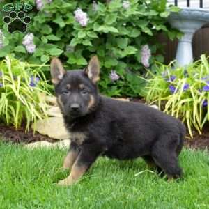 Misty, German Shepherd Puppy