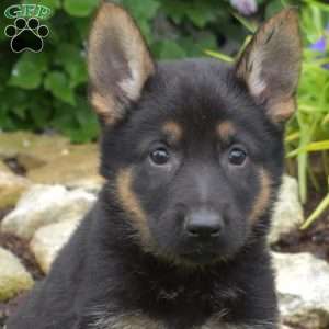 Misty, German Shepherd Puppy