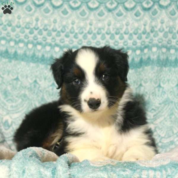 Mitch, Australian Shepherd Puppy