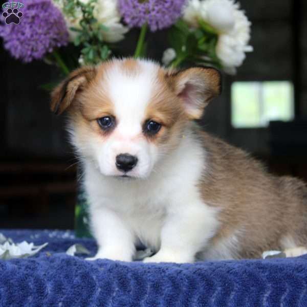 Mitch, Pembroke Welsh Corgi Puppy