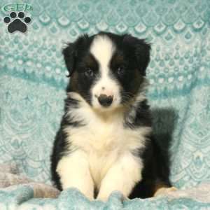 Mitch, Australian Shepherd Puppy