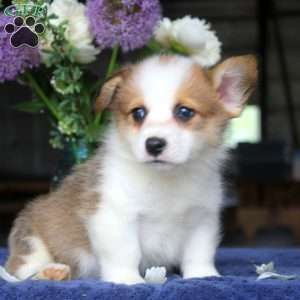 Mitch, Pembroke Welsh Corgi Puppy