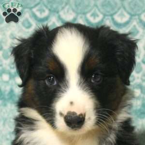 Mitch, Australian Shepherd Puppy