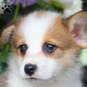 Mitch, Pembroke Welsh Corgi Puppy