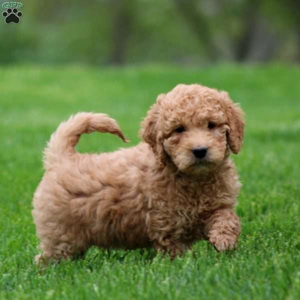 Mitch, Mini Goldendoodle Puppy