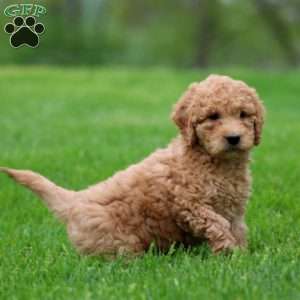 Mitch, Mini Goldendoodle Puppy