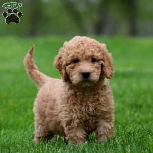 Mitch, Mini Goldendoodle Puppy