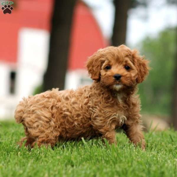 Mitzy, Cockapoo Puppy