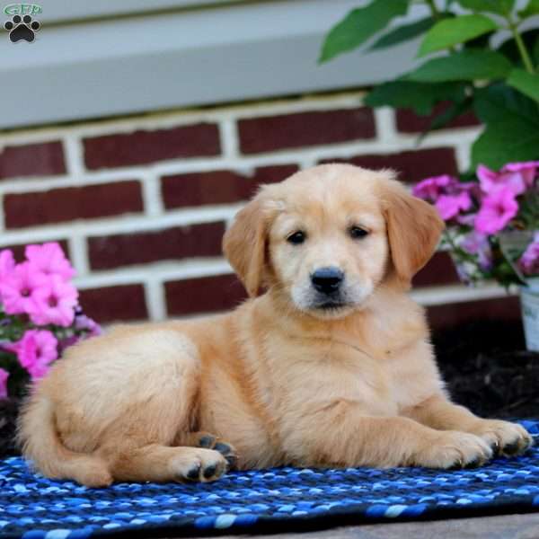 Mitzy, Golden Retriever Puppy