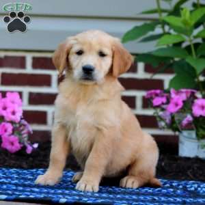 Mitzy, Golden Retriever Puppy
