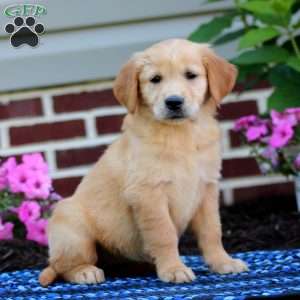 Mitzy, Golden Retriever Puppy