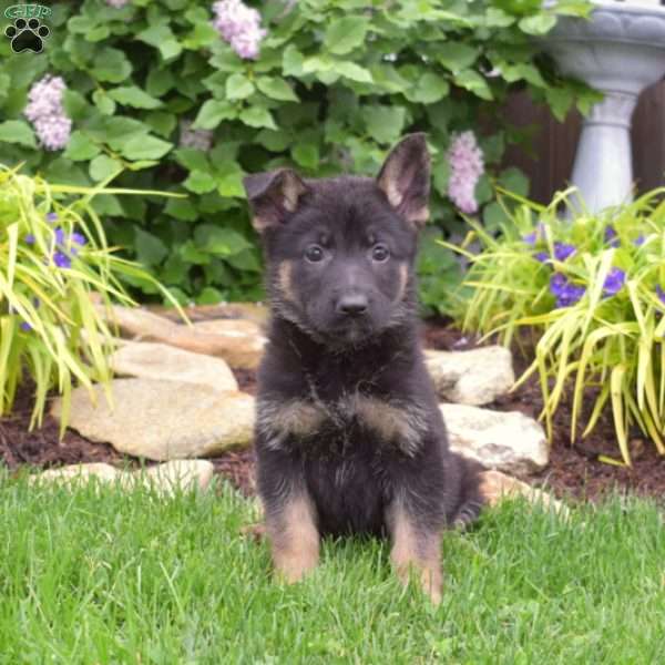 Mocha, German Shepherd Puppy