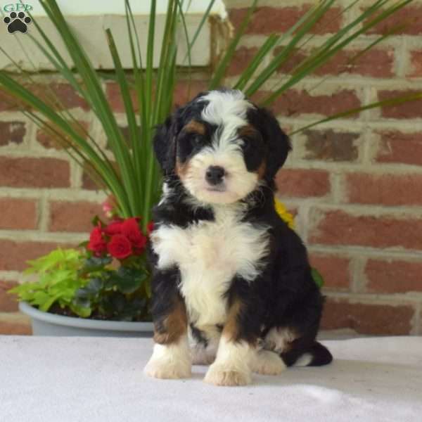 Mocha, Mini Bernedoodle Puppy