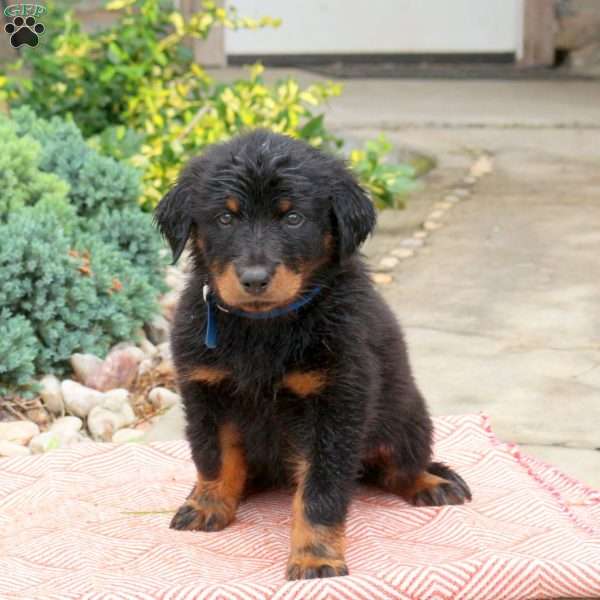 Mocha, English Shepherd Mix Puppy