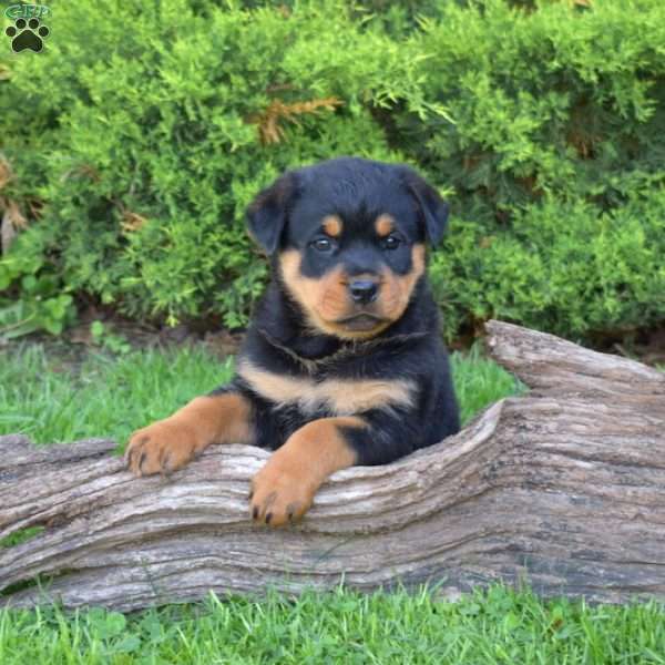Mocha, Rottweiler Puppy